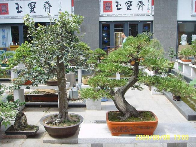 威海盆景大赛获奖