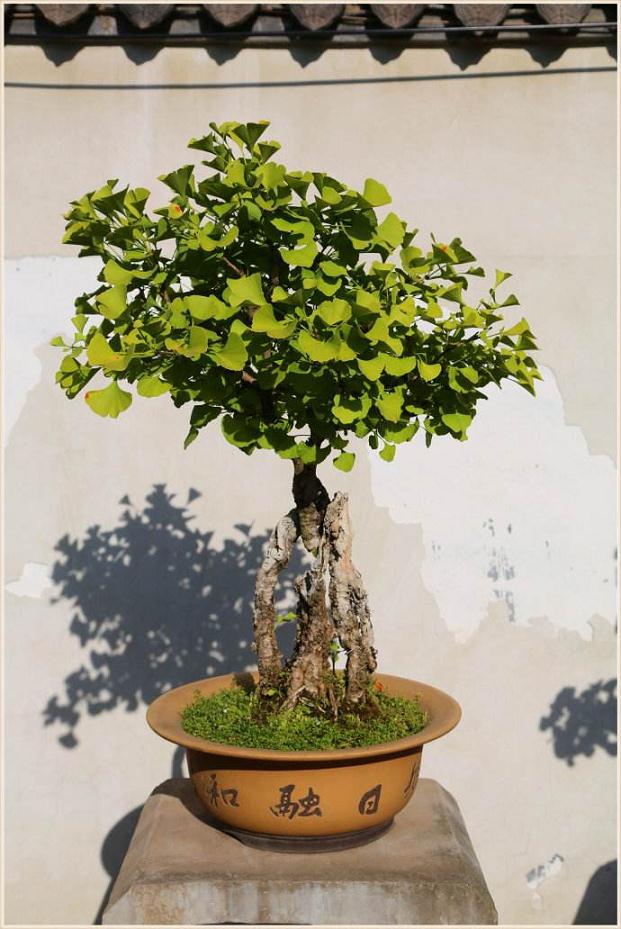 日照举办盆景赏石展