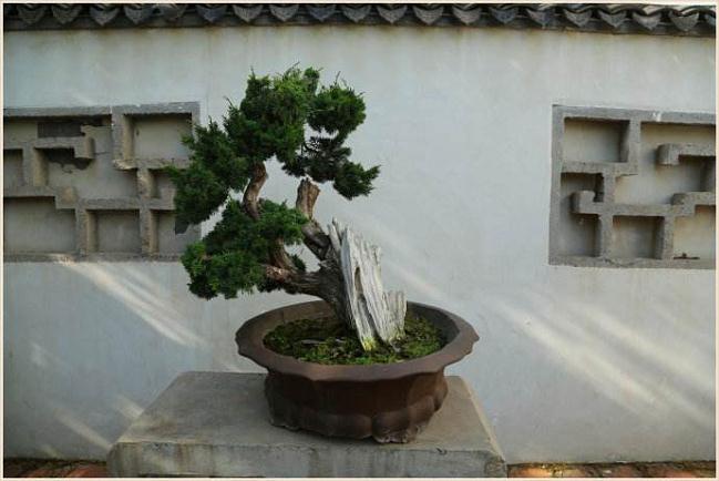 日照举行盆景艺术展