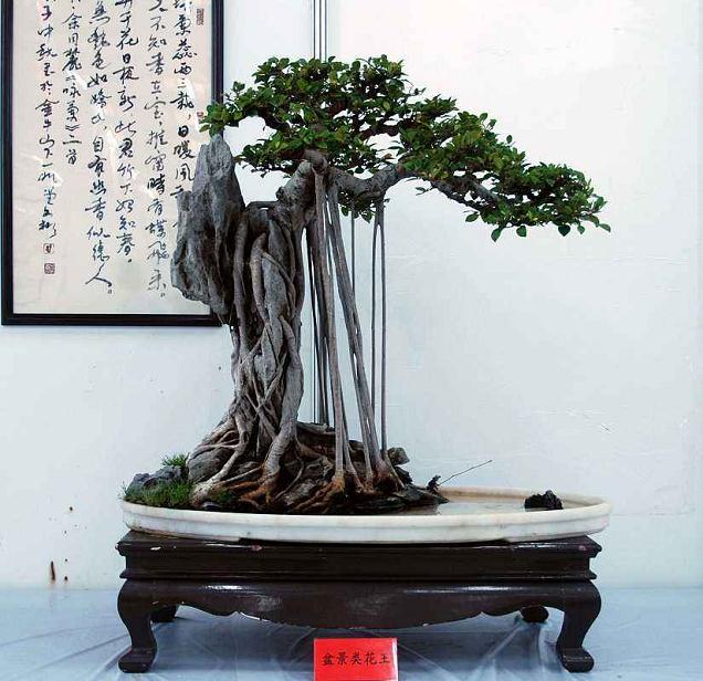 日照一男子夜遇盆景