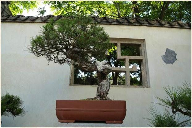 临沂市科技局现已培育示范良种盆景果树5万盆