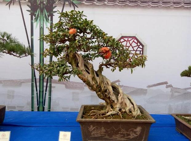 临沂花卉盆景出租受青睐