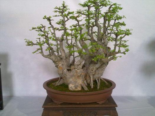 莱州举办金谷涵杯盆景作品展