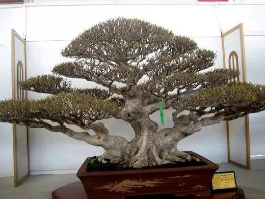 莱州盆景名家自己举办的迎春盆景展