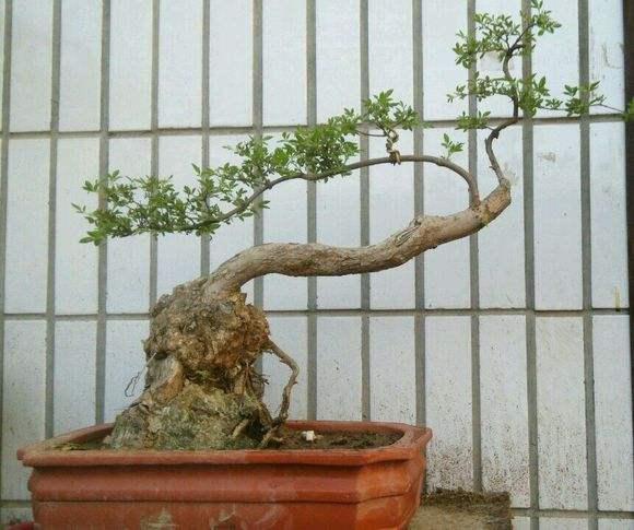 河南启动平安建设检查 禁看“盆景”重看实效