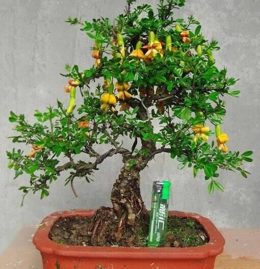 河南南阳中州盆景大赛为农运会添彩