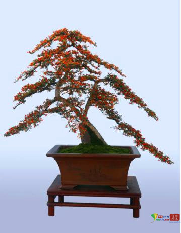 中州盆景学会第三届盆景展在河南镇平举行