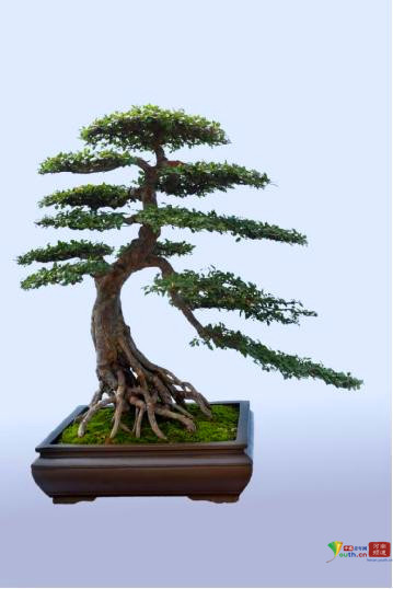 中州盆景学会第三届盆景展在河南镇平举行