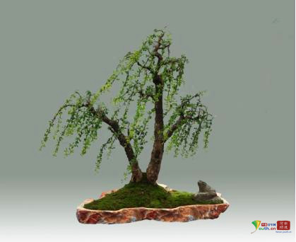 中州盆景学会第三届盆景展在河南镇平举行