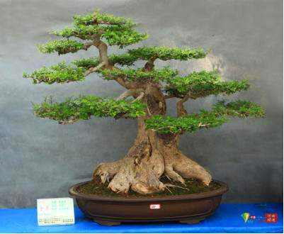 中州盆景学会第三届盆景展在河南镇平举行