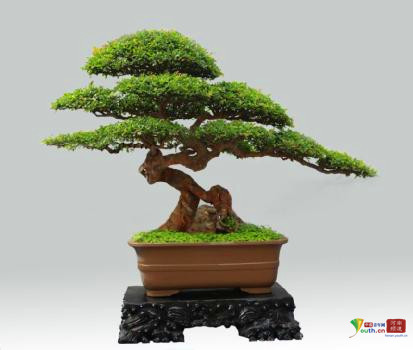 中州盆景学会第三届盆景展在河南镇平举行