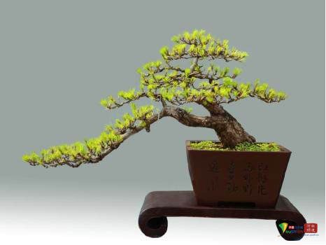 中州盆景学会第三届盆景展在河南镇平举行