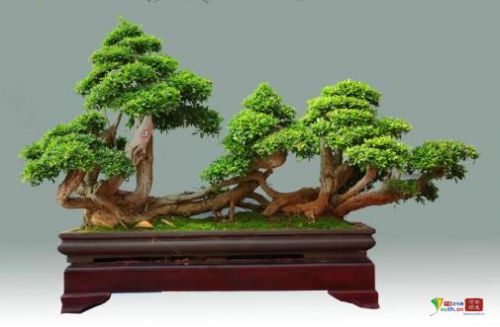 中州盆景学会第三届盆景展在河南镇平举行