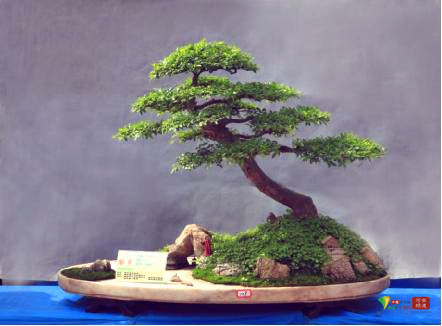 中州盆景学会第三届盆景展在河南镇平举行