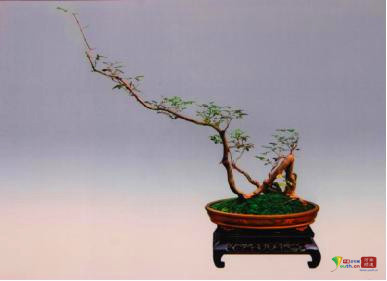 中州盆景学会第三届盆景展在河南镇平举行