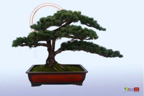 中州盆景学会第三届盆景展在河南镇平举行