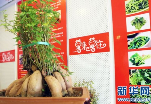 河南红薯变身盆景艺术 效益翻倍增 图片