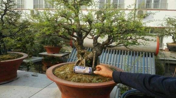 河南出入境检验检疫局提醒市民植物盆景禁止邮寄入境