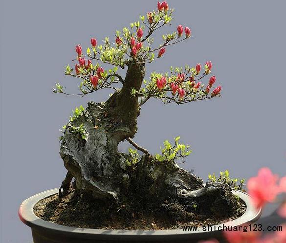 河南:2014安阳盆景创作展在人民公园开展