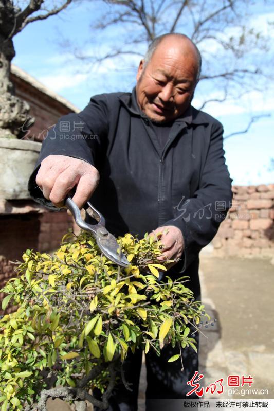 13.jpg 河南宝丰县:一位农民40年的盆景情缘