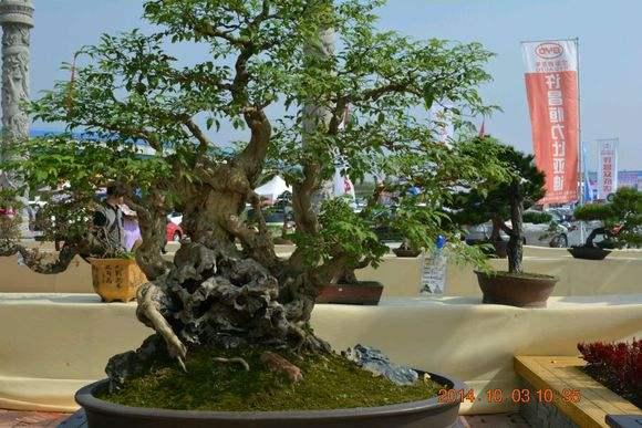 河南:中原花博会盆景展 周口喜获2金7银