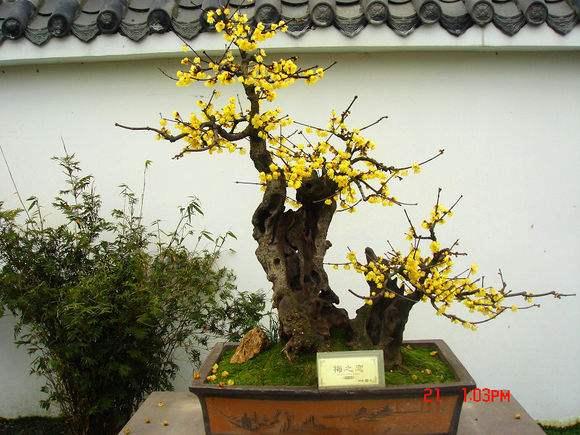 河南固始警方抓获2名盗窃名贵盆景嫌疑人