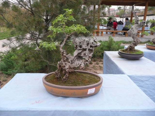 郑州：中州盆景园昨日正式开园 市民可免费游玩