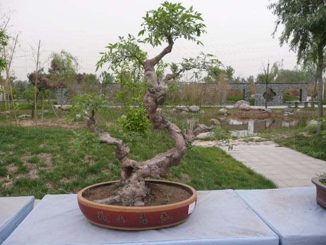 郑州盆景艺术展市民免费看 公交加车方便乘坐