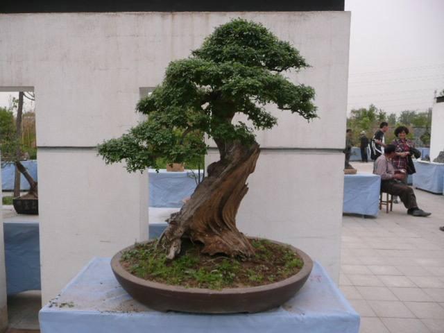 郑州植物园办盆景艺术展 公交车加班送你去看