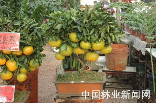 郑州花市上的代代盆景