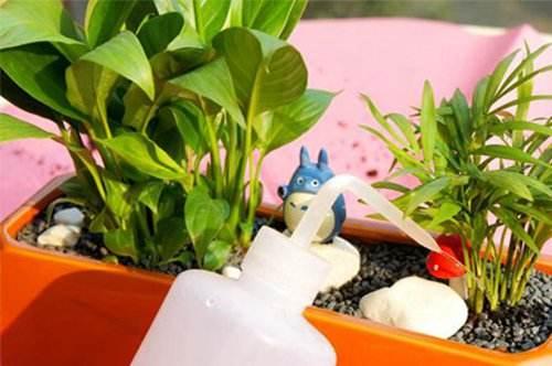 DIY新鲜多汁的多肉盆景教程