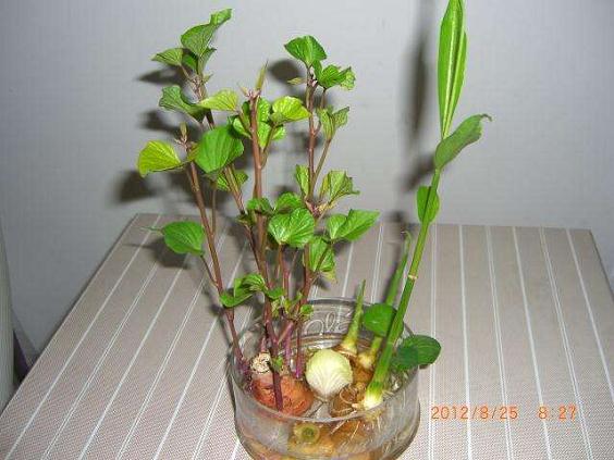 多肉植物拼盘盆景成热销品种