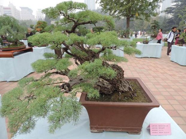 掌上金秋请你欣赏 郑州市人民公园秋季盆景展开园