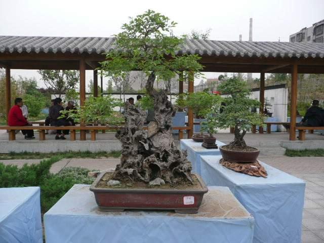 郑州西流湖公园盆景走进“上合”总理会