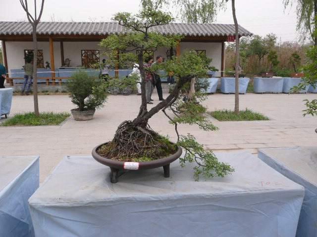 郑州30年的盆景园 今天起可以免费看盆景啦