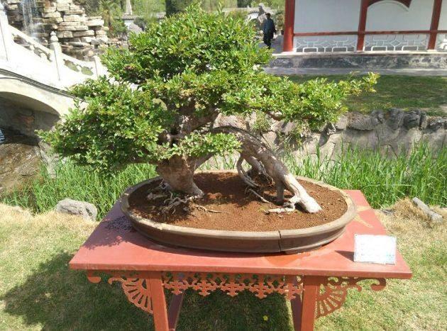 开封首届全国盆景艺菊竞秀展 暨铁塔景区福胜院开园仪式