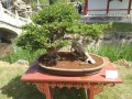 开封首届全国盆景艺菊竞秀展 暨铁塔景区福胜院开园仪式