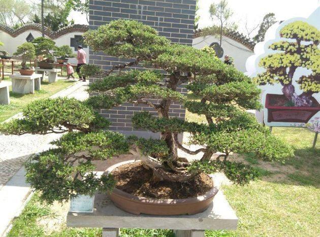 开封市第二届 &ldquo;全国盆景艺菊竞秀展&rdquo;开幕