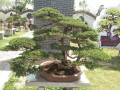 开封市第二届 全国盆景艺菊竞秀展开幕