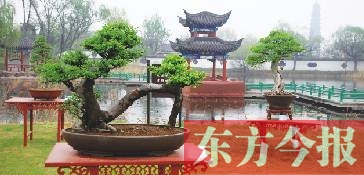 2016中国(开封)&ldquo;铁塔杯&rdquo;盆景艺术展暨迎春花展开幕