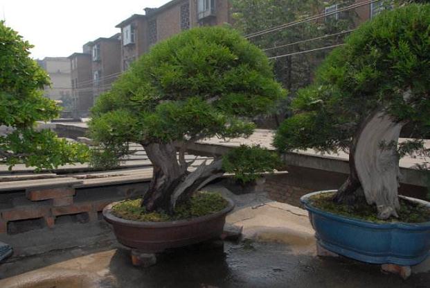 开封菊会倒计时 10月中旬前完成菊会布展