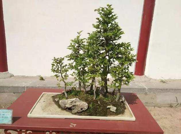 洛阳农民制作的园林景观盆景