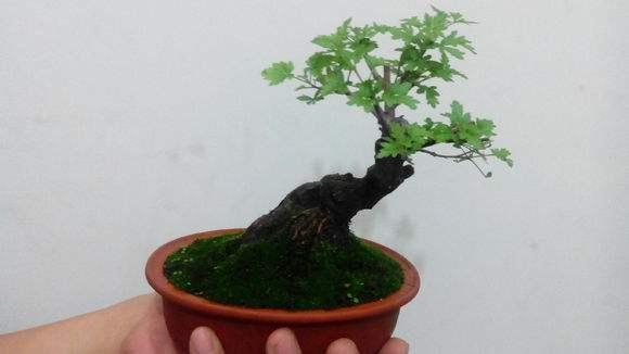 洛阳西苑公园的盆景展览