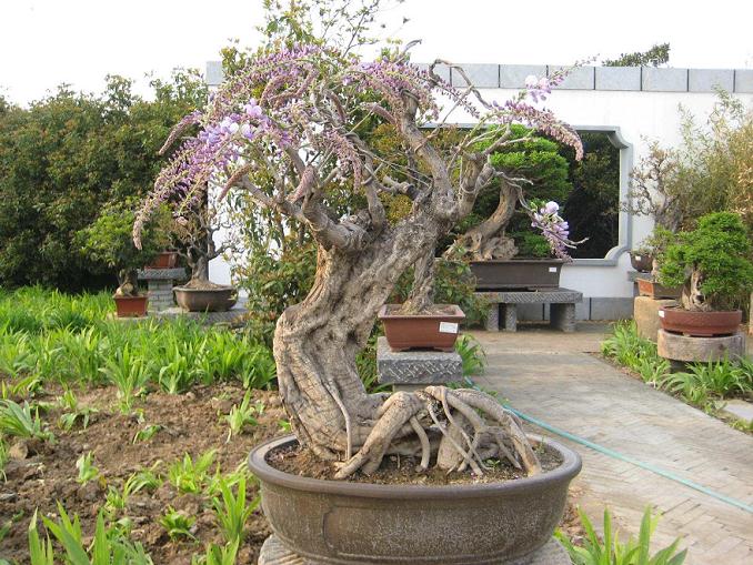 全面创新 洛阳&ldquo;盆景&rdquo;变&ldquo;风景&rdquo;