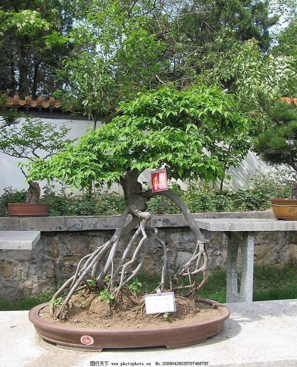 盆景研讨会在平顶山市召开