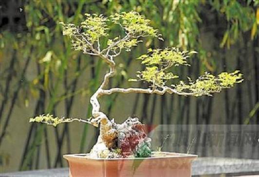 平顶山盆景作品入选中国盆景展