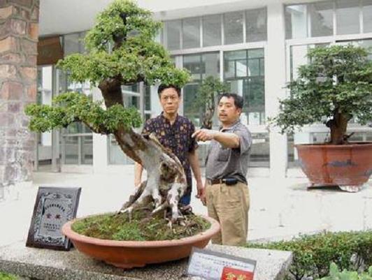 平顶山盆景获奖