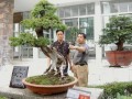 平顶山盆景获奖