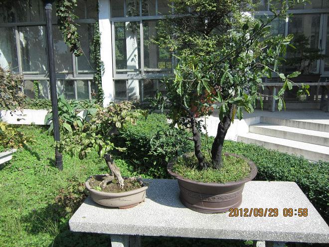 平顶山盆景爱好者之家