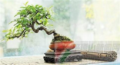 平顶山市面向社会选拔的20余盆盆景战绩非凡